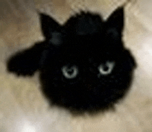 a close up of a black cat 's head with white eyes .