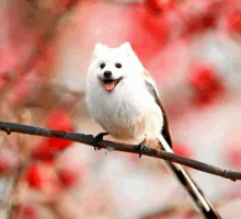 a small white bird with a long tail is sitting on a tree branch