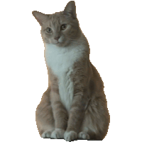 a cat is sitting on a white background and looking at the camera