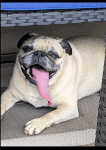 a pug dog laying on a rug with its tongue out