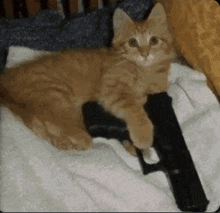 a kitten laying on a blanket with a gun on its back