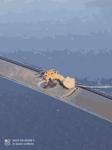 a wasp is sitting on the roof of a car