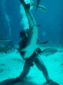 a scuba diver holds a large shark in his arms