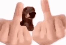 a person is holding a stuffed animal in their hands and giving the middle finger .