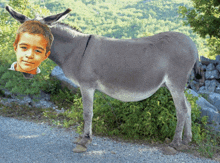 a donkey with a picture of a young boy on its back