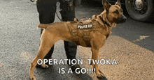 a police dog wearing a vest is standing next to a man .