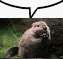 a beaver with a speech bubble above it