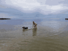 a man playing with a dog in the ocean