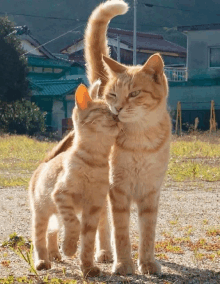 two cats are standing next to each other and one has its tail up