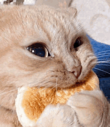 a close up of a cat holding a piece of bread