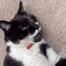 a black and white cat with a red collar is laying down