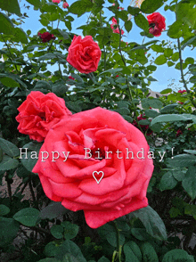 a bunch of red roses with the words happy birthday written above them