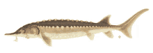 a drawing of a fish with sharp teeth and a long tail