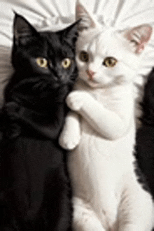 a black and a white cat are hugging each other on a bed .