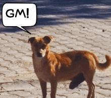 a dog with a speech bubble that says gm on it