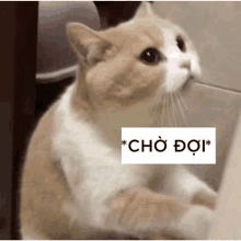 a brown and white cat is sitting on its hind legs with a sign that says cho doi on it .