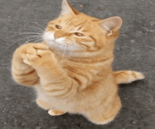 a cat is standing on its hind legs with its paws up