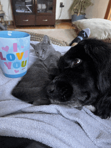 a cat and a dog laying on a blanket next to a mug that says love you