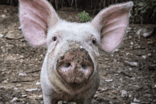 a close up of a pig with a dirty nose and ears