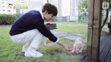 a man kneeling down playing with a small puppy in a yard with a box of strawberries in the background