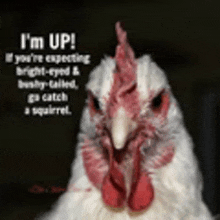 a chicken with a caption that says i 'm up on it