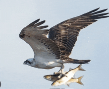 a bird with a fish in its beak is flying in the sky