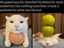 a white cat with an apple on its chest and a stack of apples on its head .