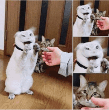 two cats are standing on their hind legs and one is being fed by a person 's hand .