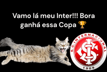 a cat laying next to a s.c. internacional logo from 1909