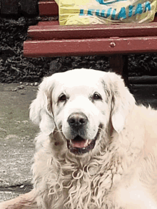 a white dog laying on the ground next to a bench