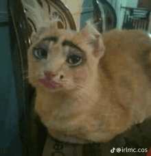 a cat with a fake eyebrow is sitting on a chair