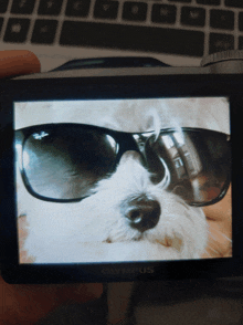 a picture of a dog wearing sunglasses is displayed on an olympus camera