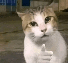 a cat is giving a thumbs up sign while sitting on the floor .