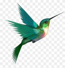 a hummingbird with a long beak flies on a transparent background