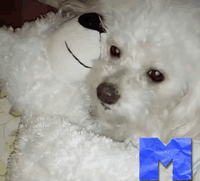 a small white dog laying next to a white teddy bear with a blue letter m behind it