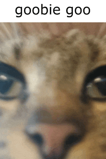 a close up of a cat 's face with the words goobie goo written above it