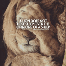 a lion covering its face with its paw with a quote from millionaire division below it