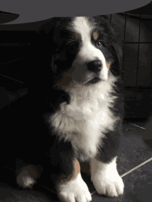 a black brown and white dog is sitting on the floor