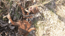 a brown dog is laying on its back in the grass with its mouth open