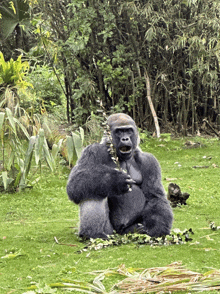 a gorilla is sitting on the grass eating leaves