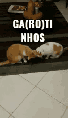 two cats are standing next to each other on a rug with the words ga ( ro ) ti nhos written above them .