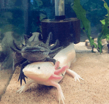 an axolotl is eating another axolotl in the sand