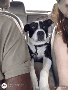 a black and white dog is in the back seat of a car with a motorola logo in the corner