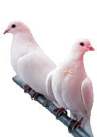 two white pigeons are perched on a wire with the letters a.c. on the bottom