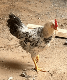 a chicken standing on one leg with a red crest