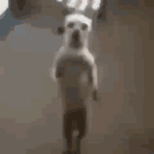 a small white dog is standing on its hind legs in front of a person .