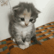 a gray and white kitten sitting on a plaid blanket