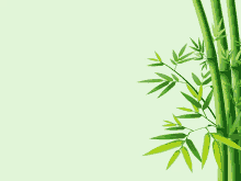 a green bamboo plant with leaves on a white background