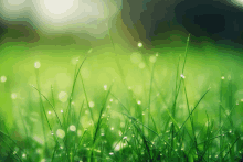 a close up of green grass with water drops