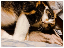 a calico cat is laying on a bed with its head on a blanket .